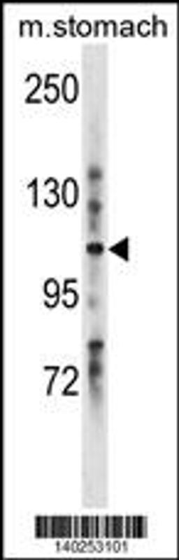 Western blot analysis in mouse stomach tissue lysates (35ug/lane).