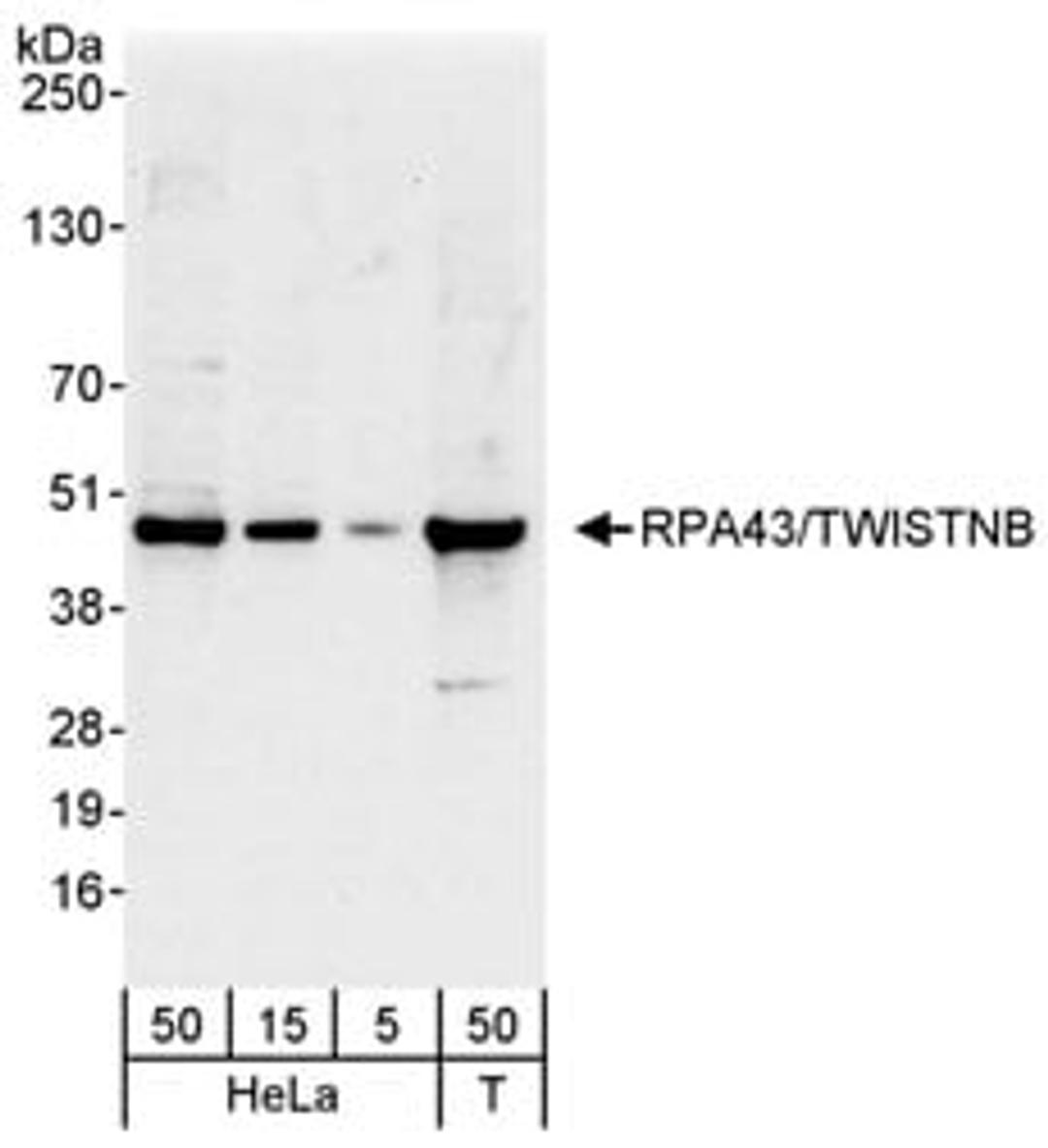 Detection of human RPA43/TWISTNB by western blot.