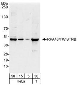 Detection of human RPA43/TWISTNB by western blot.