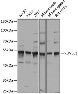 Western blot - RUVBL1 antibody (A14195)