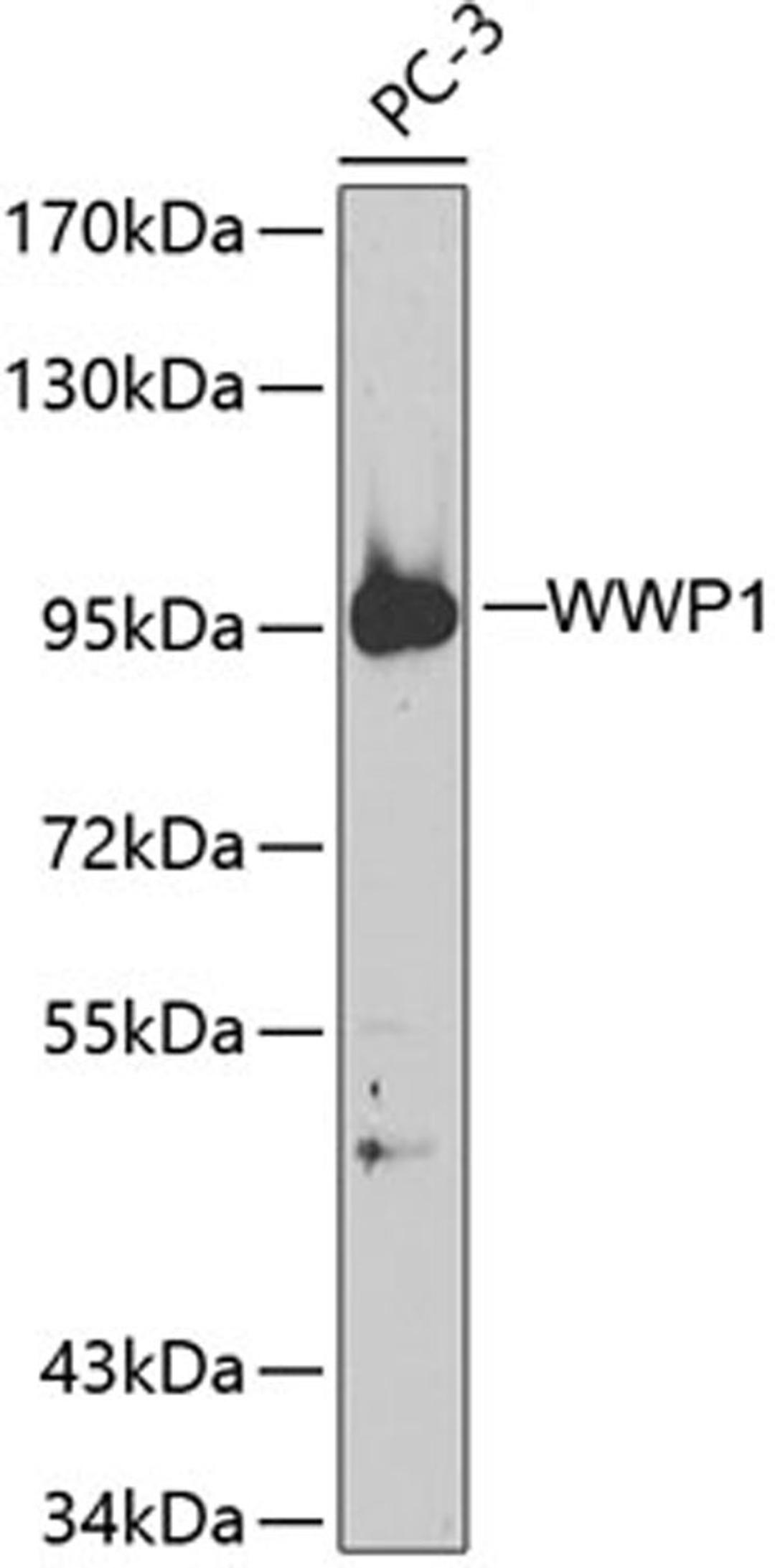 Western blot - WWP1 antibody (A5269)