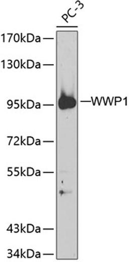 Western blot - WWP1 antibody (A5269)