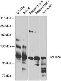 Western blot - MED24 antibody (A8059)