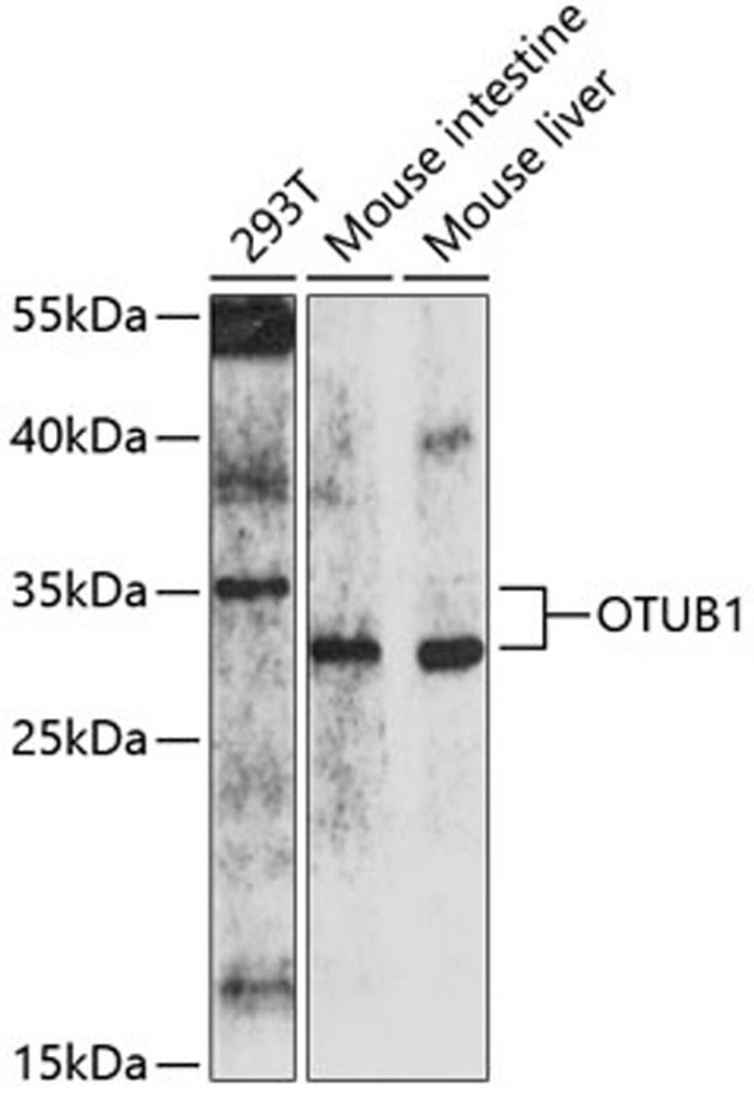 Western blot - OTUB1 antibody (A10313)