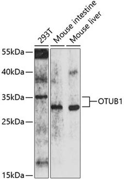 Western blot - OTUB1 antibody (A10313)