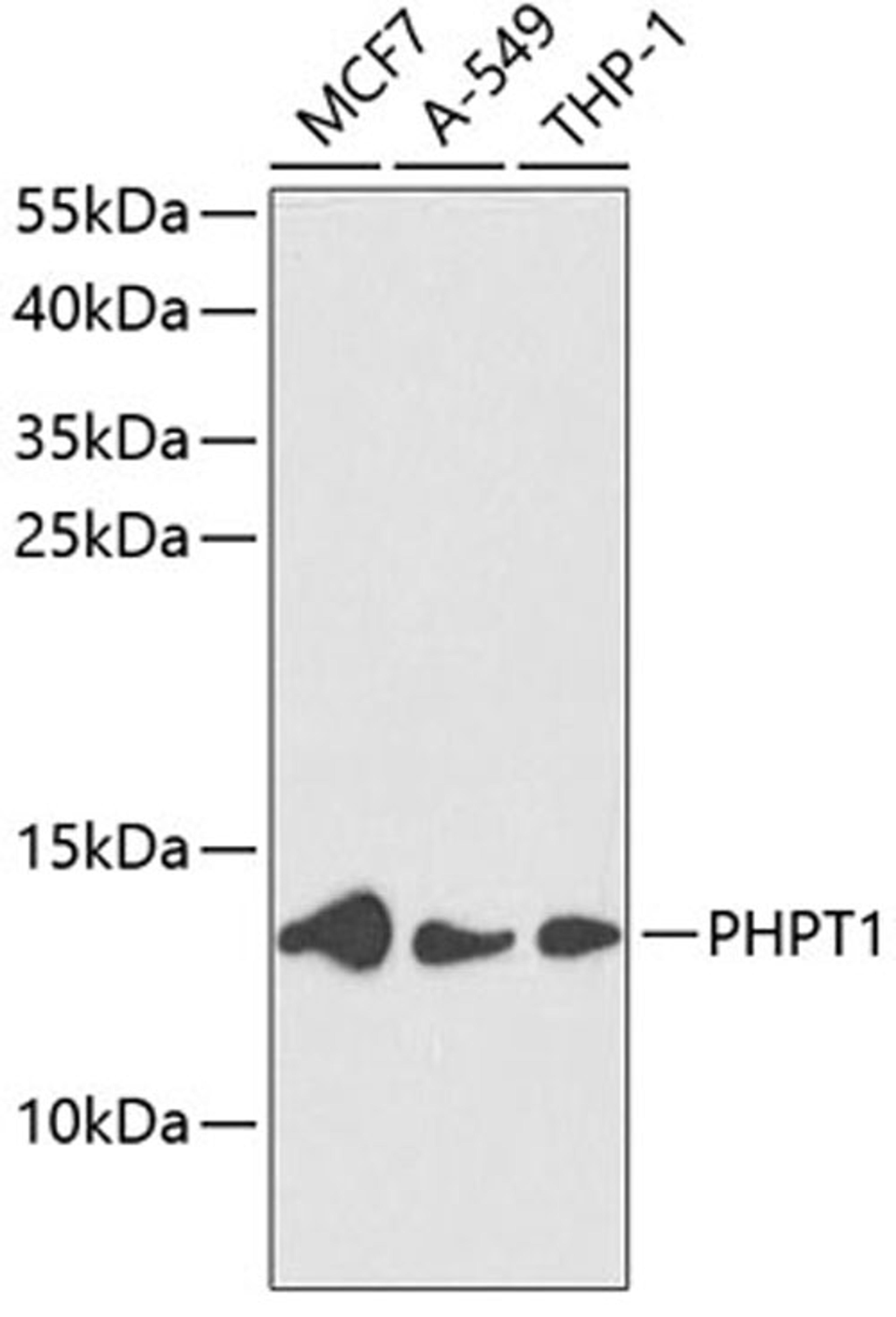 Western blot - PHPT1 antibody (A13590)