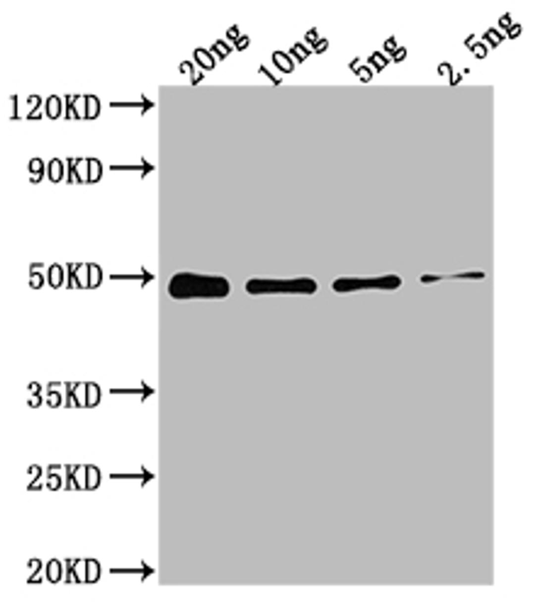 Western Blot. Positive WB detected in Recombinant protein. All lanes: DXR antibody at 1:2000. Secondary. Goat polyclonal to rabbit IgG at 1/50000 dilution. Predicted band size: 48.4 kDa. Observed band size: 49 kDa. 