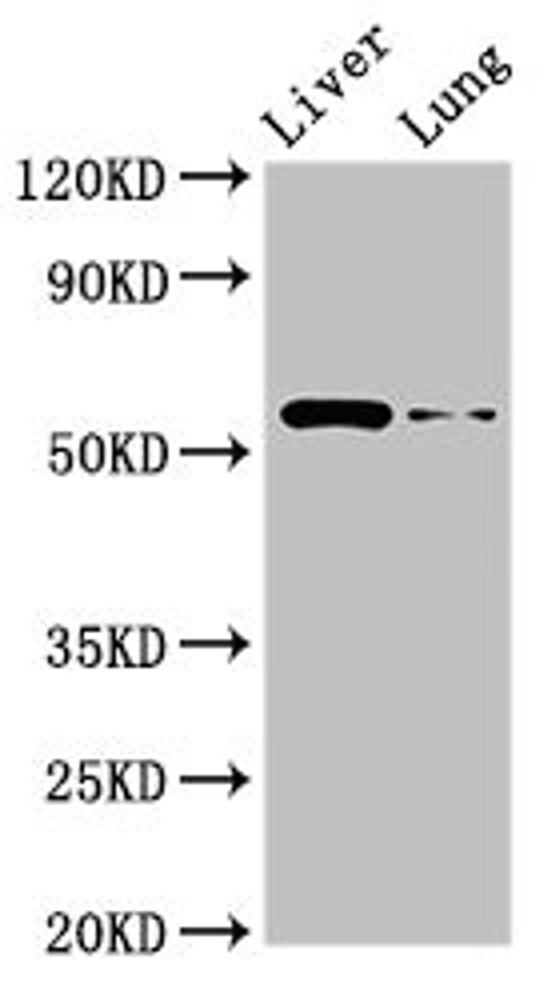 Western Blot. Positive WB detected in: Rat liver tissue, Rat lung tissue. All lanes: CCZ1 antibody at 2.5µg/ml. Secondary. Goat polyclonal to rabbit IgG at 1/50000 dilution. Predicted band size: 56 kDa. Observed band size: 56 kDa