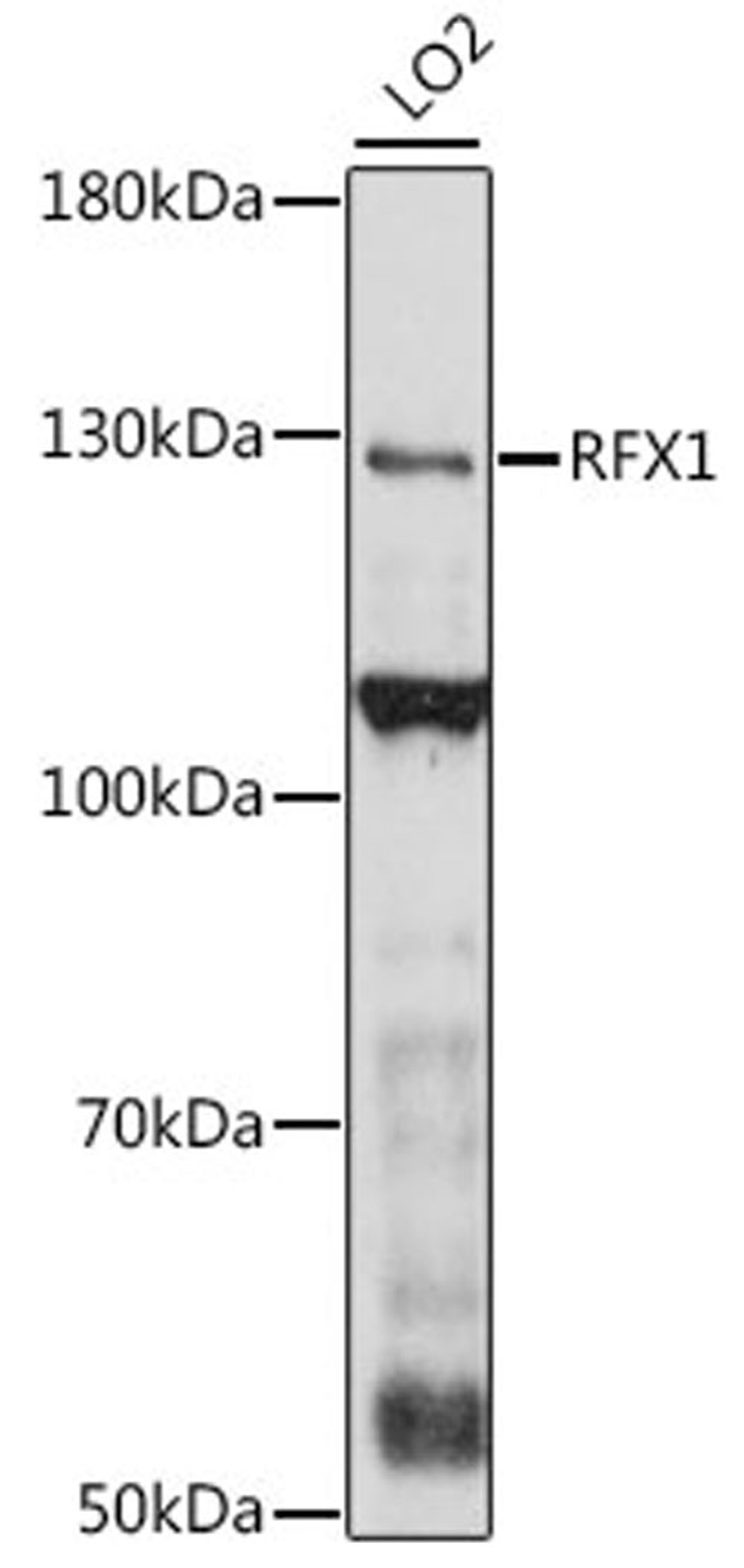 Western blot - RFX1 antibody (A16066)