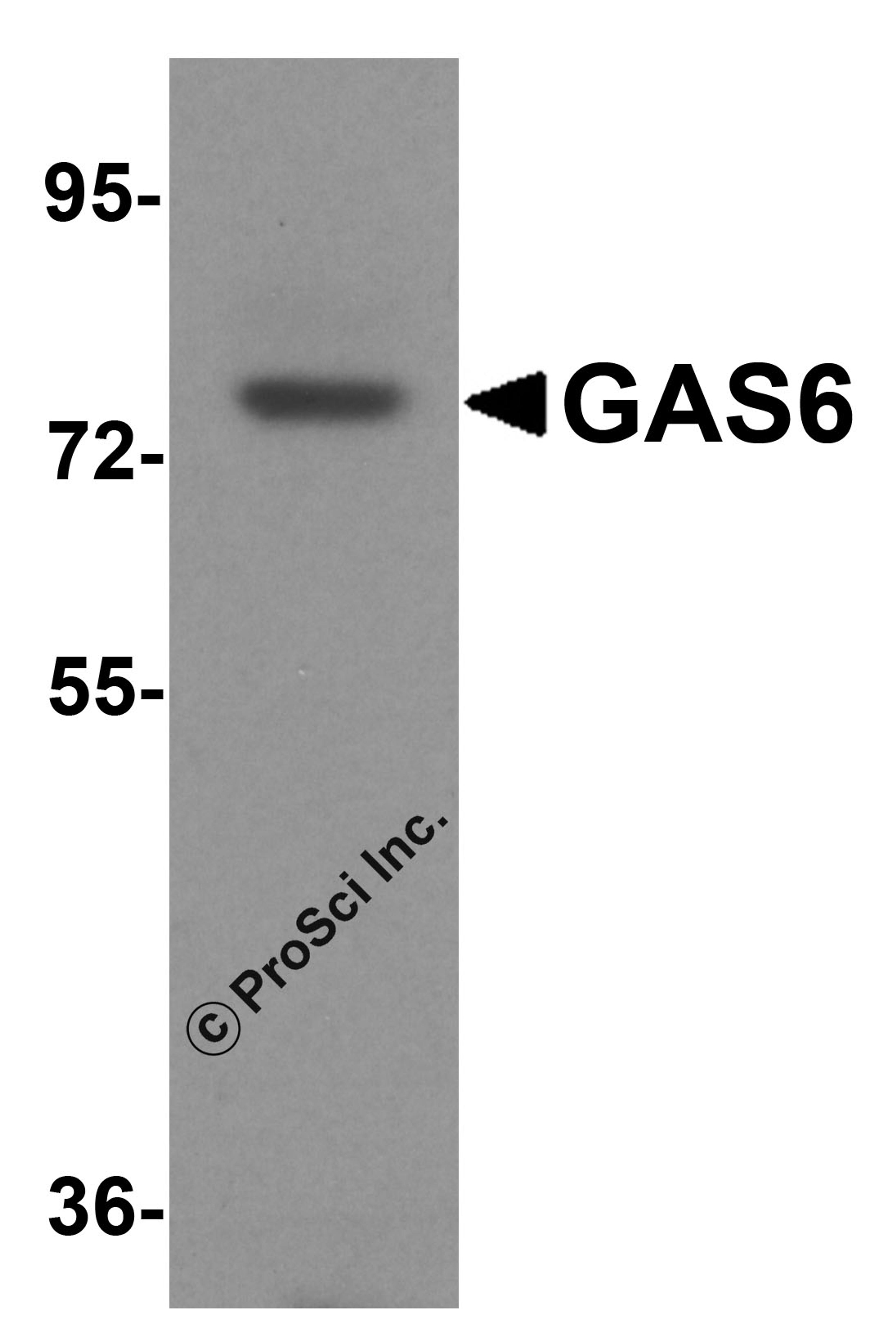 Western blot analysis of GAS6 in mouse heart tissue lysate with GAS6 antibody at 1 μg/ml.