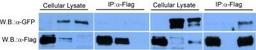 Western Blot: DYKDDDDK Epitope Tag Antibody [NB600-344] - Analysis using the Agarose Immobilized conjugate of NB600-344. DYKDDDK in transfected COS-7 cells using agarose immobilized DYKDDDDK Epitope Tag.