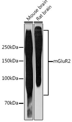 Western blot - mGluR2 Rabbit mAb (A3673)