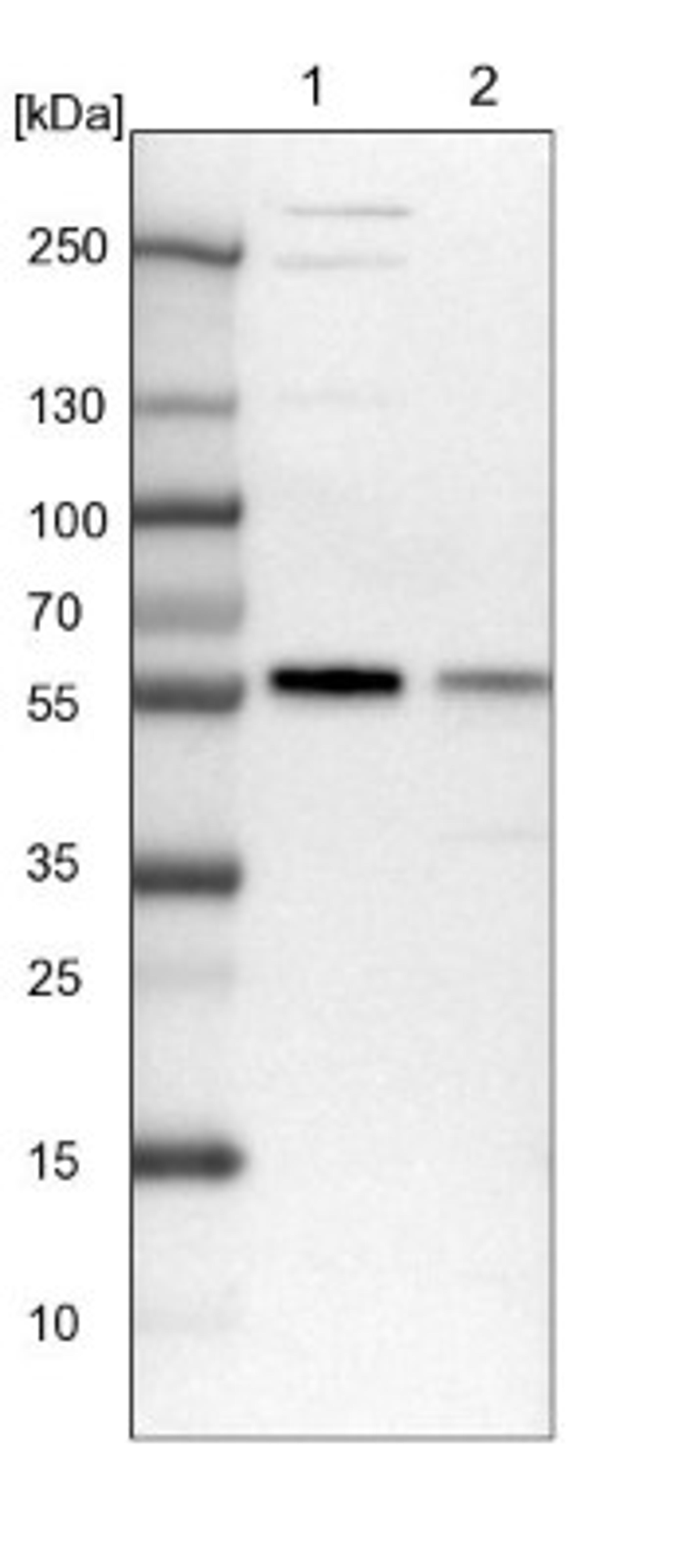 Western Blot: MCRS1 Antibody [NBP1-81615] - Lane 1: NIH-3T3 cell lysate (Mouse embryonic fibroblast cells)<br/>Lane 2: NBT-II cell lysate (Rat Wistar bladder tumour cells)