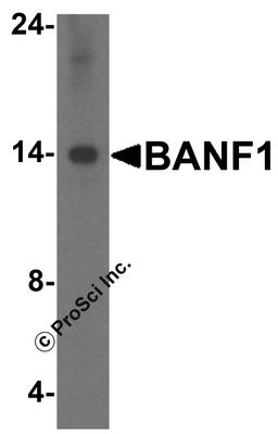 Western blot analysis of BANF1 in Hela cell lysate with BANF1 antibody at 1 μg/mL.