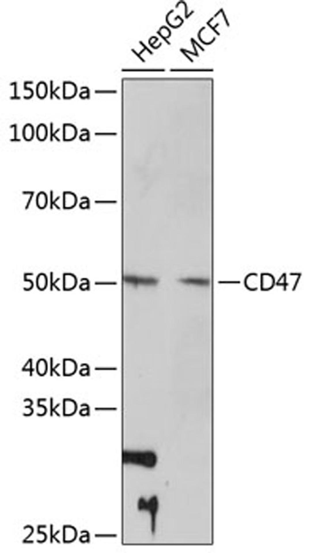 Western blot - CD47 Rabbit mAb (A11382)