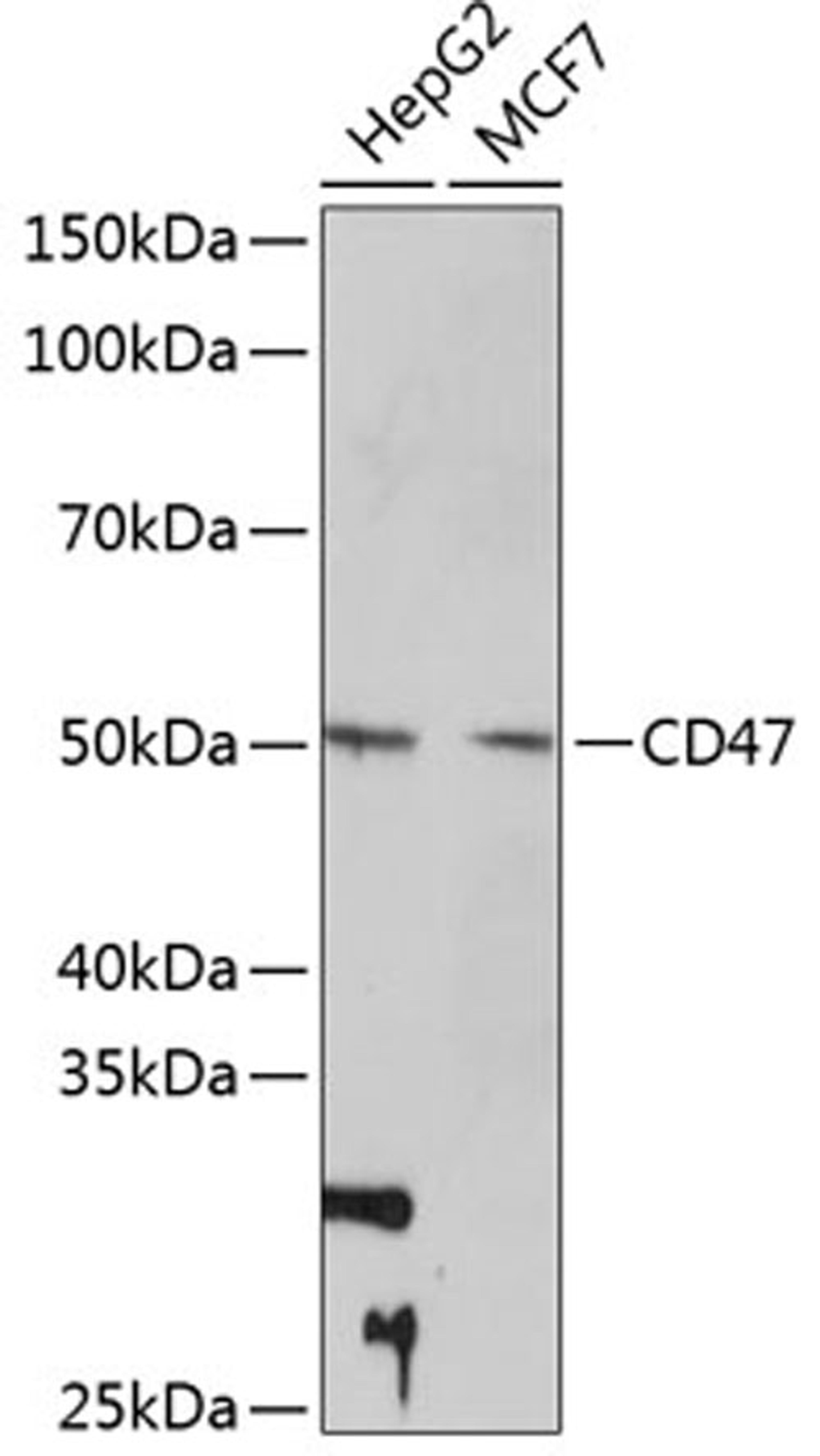 Western blot - CD47 Rabbit mAb (A11382)