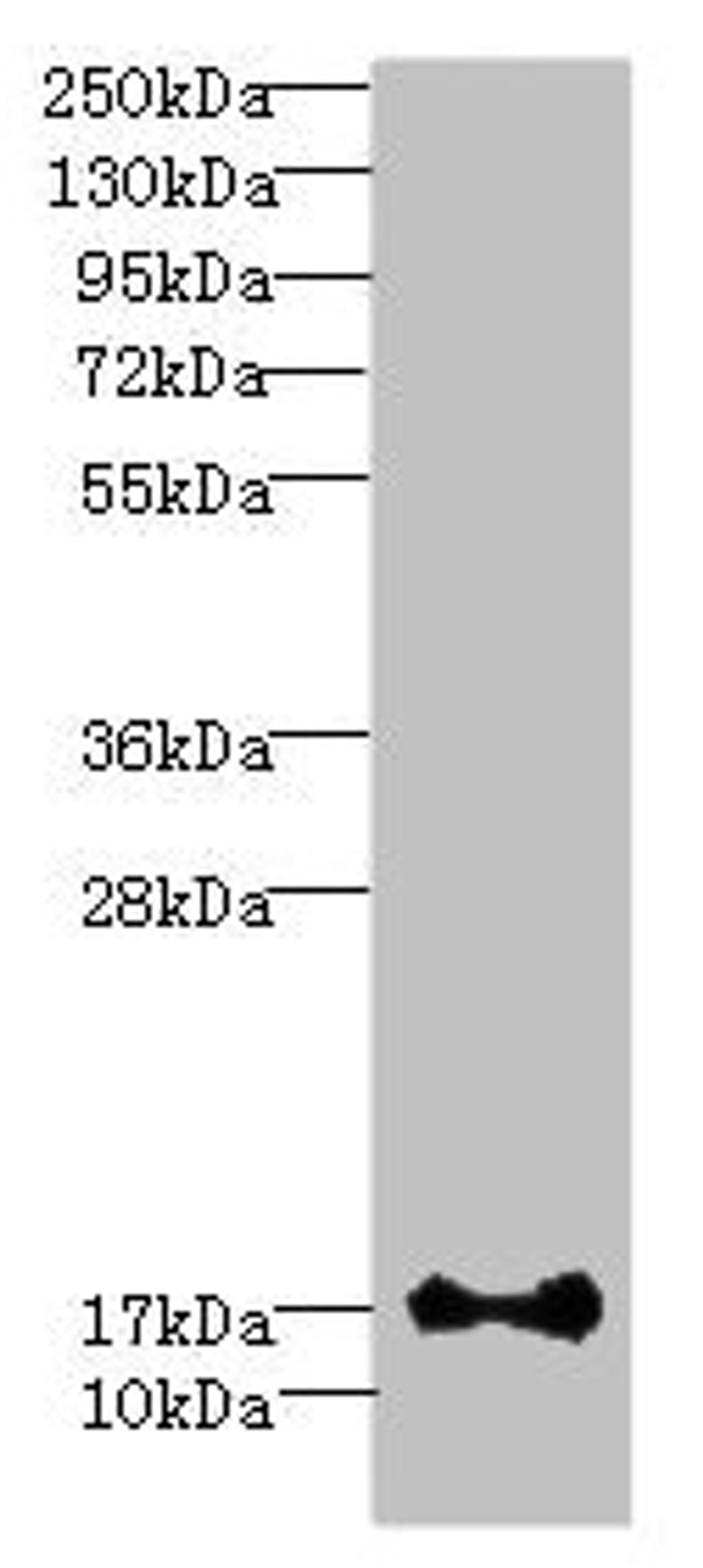 Western blot. All lanes: ISCA2 antibody at 0.4µg/ml + HL60 whole cell lysate. Secondary. Goat polyclonal to rabbit IgG at 1/10000 dilution. Predicted band size: 17, 7 kDa. Observed band size: 17 kDa