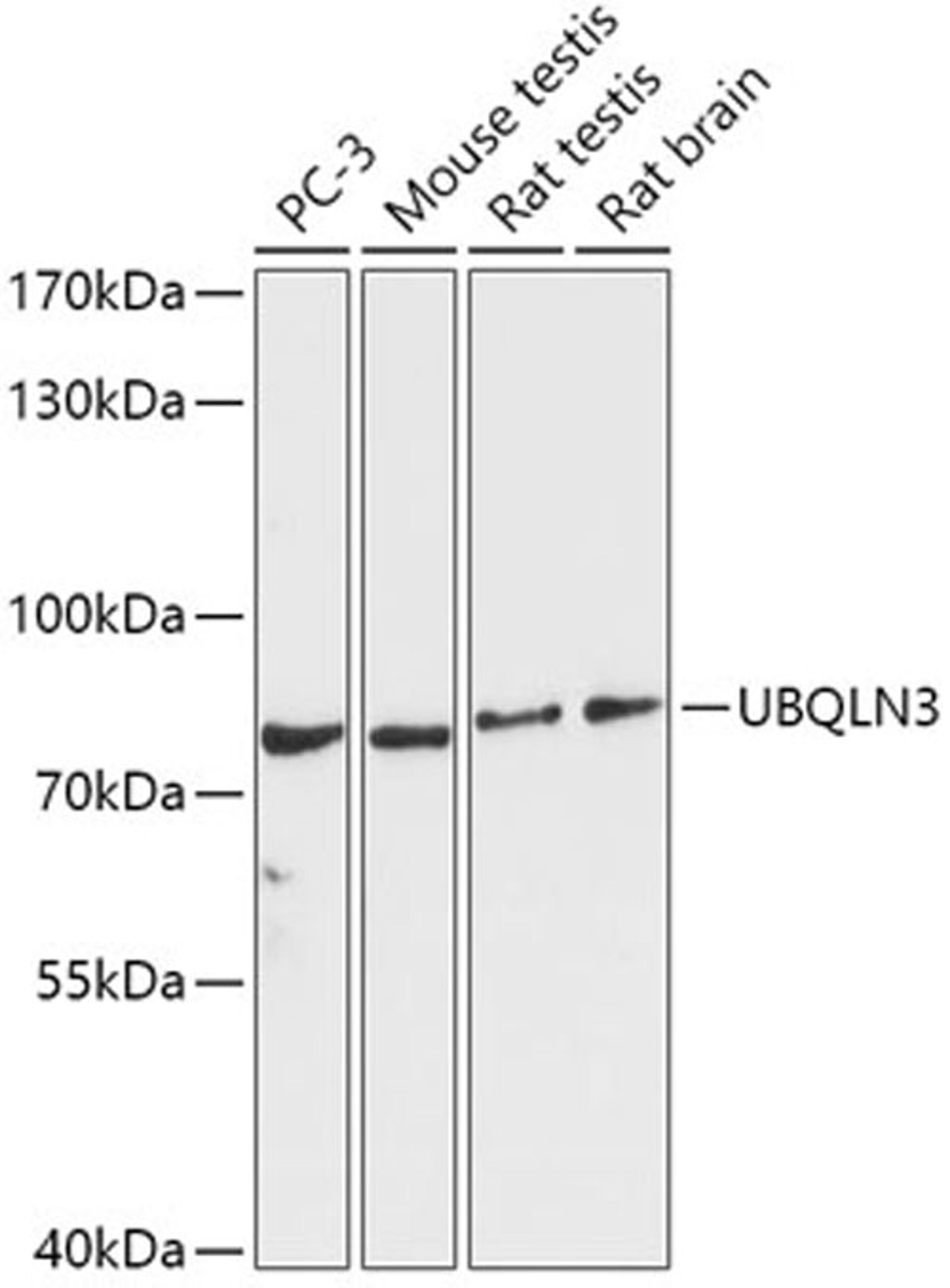 Western blot - UBQLN3 antibody (A17697)