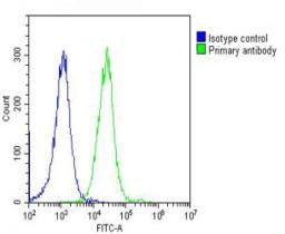 Overlay histogram showing Hela cells stained with Antibody (green line). The cells were fixed with 2% paraformaldehyde (10 min) and then permeabilized with 90% methanol for 10 min. The cells were then icubated in 2% bovine serum albumin to block non-speci