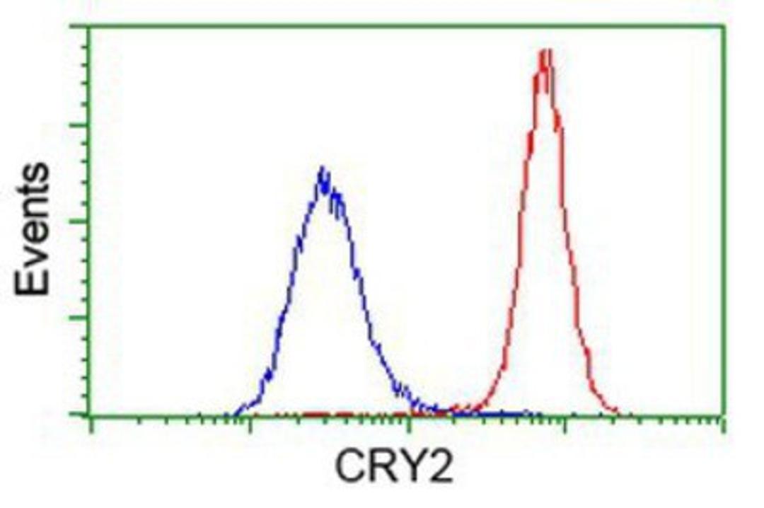 Flow Cytometry: CRY2 Antibody (1H5) [NBP2-00749] - Analysis of Hela cells, using anti-CRY2 antibody, (Red), compared to a nonspecific negative control antibody (Blue).