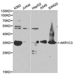 Western blot analysis of extracts of various cell line using AKR1C3 antibody