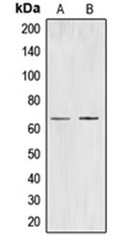 Western blot analysis of K562 (Lane 1), HuvEC (Lane 2) whole cell lysates using CDC40 antibody