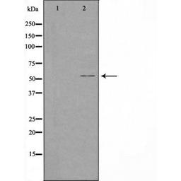 Western blot analysis of COS-7 cells using 1A1/2 (Cytochrome P450) antibody