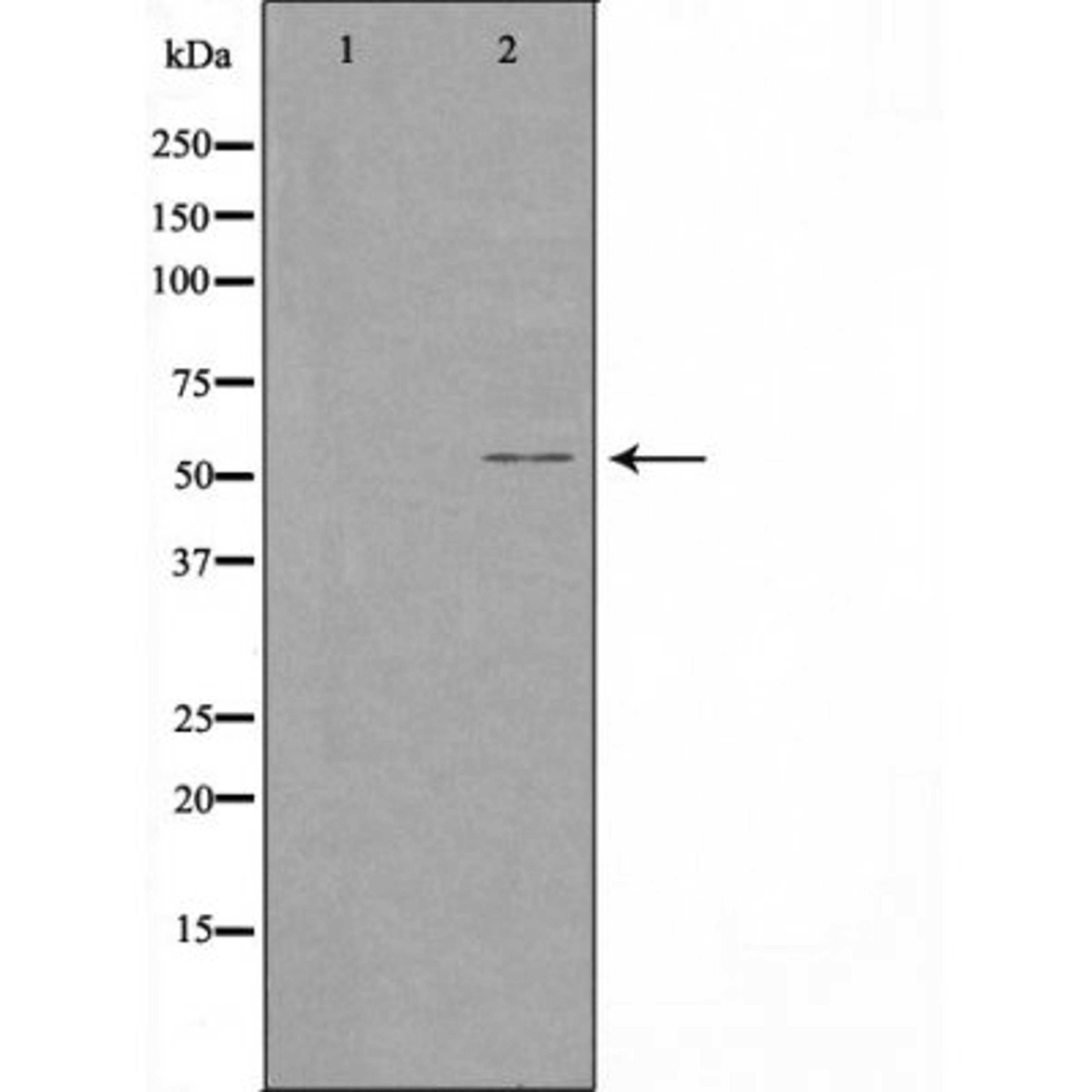 Western blot analysis of COS-7 cells using 1A1/2 (Cytochrome P450) antibody