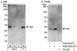 Detection of human ASF by western blot and immunoprecipitation.