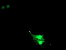 Immunocytochemistry/Immunofluorescence: RNF113B Antibody (7A1) [NBP2-01644] - Staining of COS7 cells transiently transfected by pCMV6-ENTRY RNF113B.