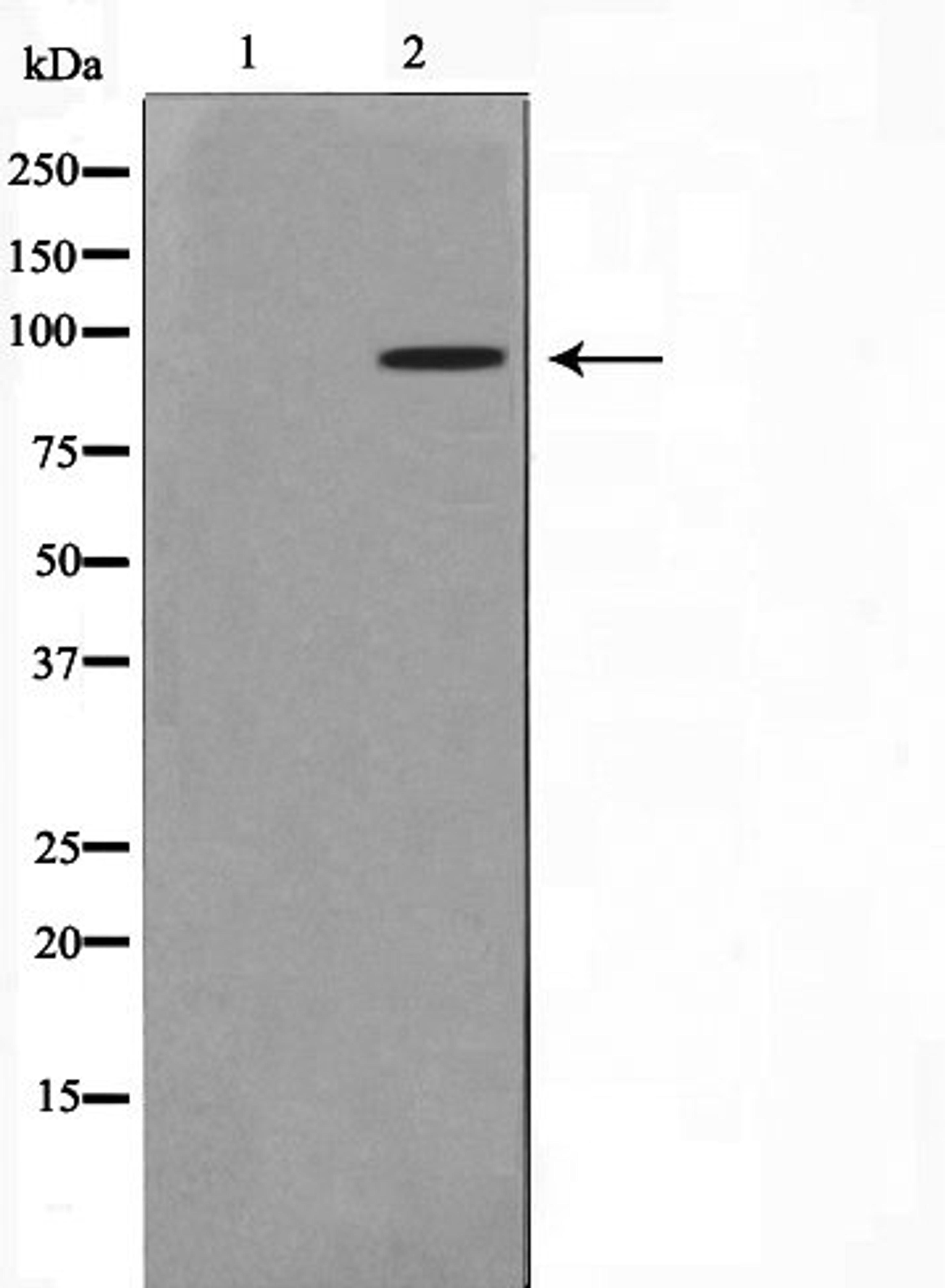 Western blot analysis of mouse brain cell lysate using p97 MAPK antibody