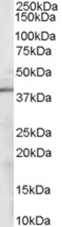 46-413 (0.1ug/ml) staining of Mouse Kidney lysate (35ug protein in RIPA buffer). Primary incubation was 1 hour. Detected by chemiluminescence.