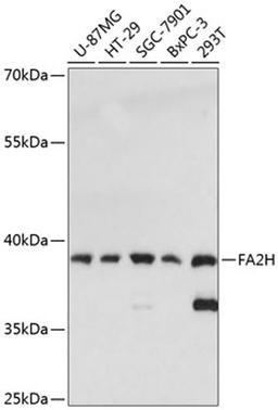 Western blot - FA2H antibody (A13873)