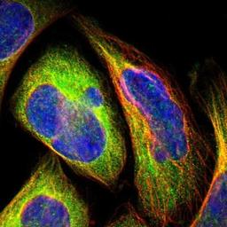 Immunocytochemistry/Immunofluorescence: KANK4 Antibody [NBP1-89079] - Staining of human cell line U-2 OS shows positivity in cytoplasm & cytoskeleton (microtubules).