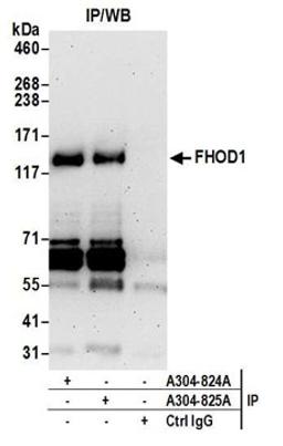 Detection of human FHOD1 by western blot of immunoprecipitates.