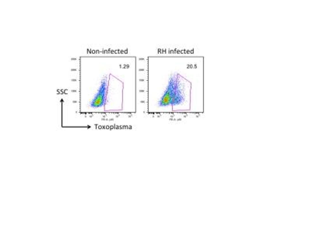 Flow Cytometry: Toxoplasma Gondii P30 Antibody (P30/3) [NB100-66486] - analysis of Toxoplasma Gondii P30 in human foreskin fibroblasts using anti-oxoplasma Gondii P30 antibody. Sample was infected with RH Toxoplasma gondii. Image from verified customer review.