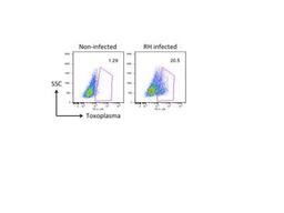 Flow Cytometry: Toxoplasma Gondii P30 Antibody (P30/3) [NB100-66486] - analysis of Toxoplasma Gondii P30 in human foreskin fibroblasts using anti-oxoplasma Gondii P30 antibody. Sample was infected with RH Toxoplasma gondii. Image from verified customer review.