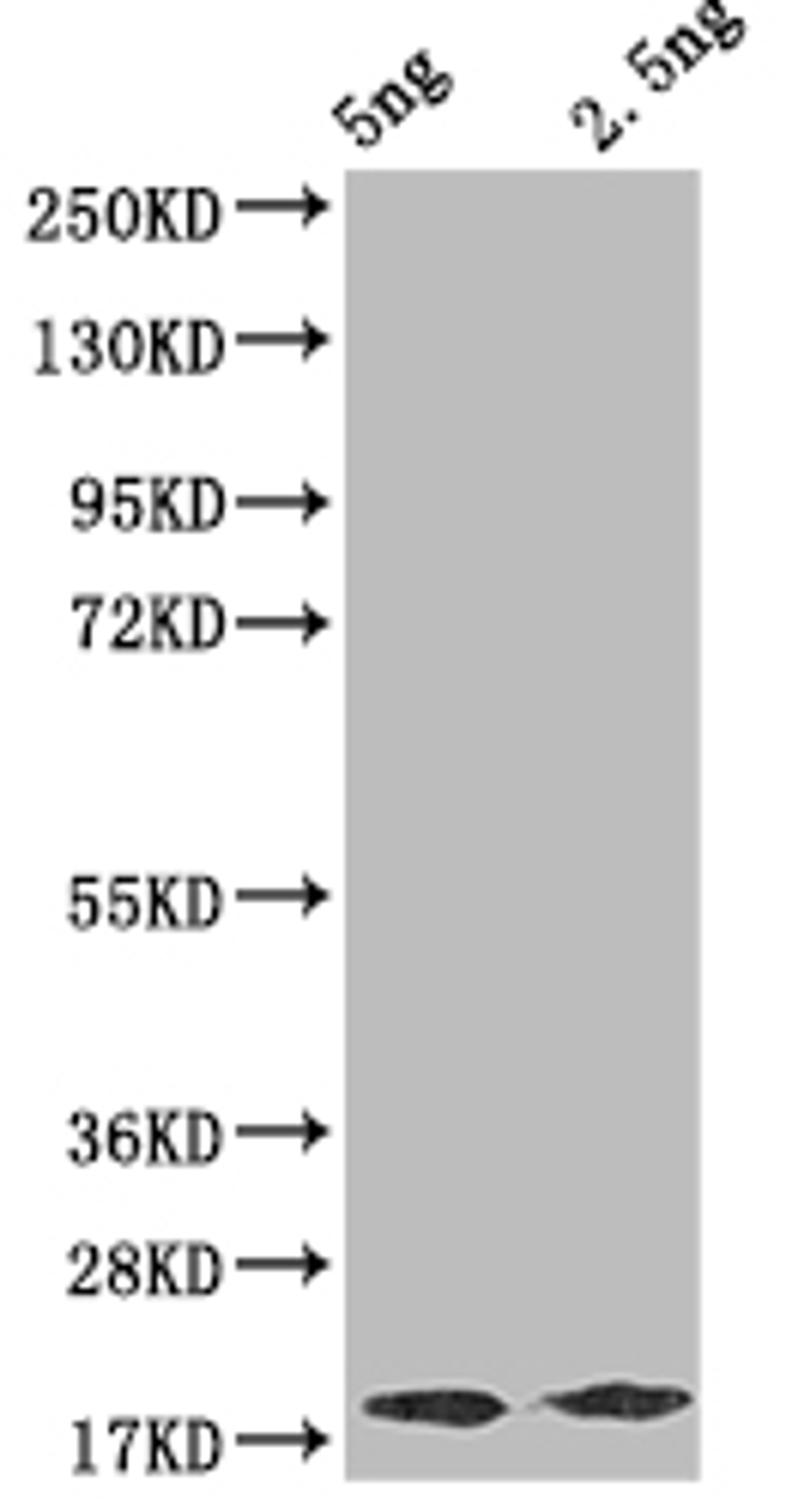 Western Blot. Positive WB detected in Recombinant protein. All lanes: D antibody at 1:2000. Secondary. Goat polyclonal to rabbit IgG at 1/50000 dilution. Predicted band size: 16.21 kDa. Observed band size: 17 kDa.