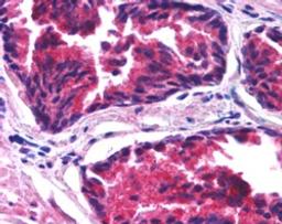 46-403 1.25ug/ml) staining of paraffin embedded human prostate. Steamed antigen retrieval with citrate buffer pH 6, AP-staining.