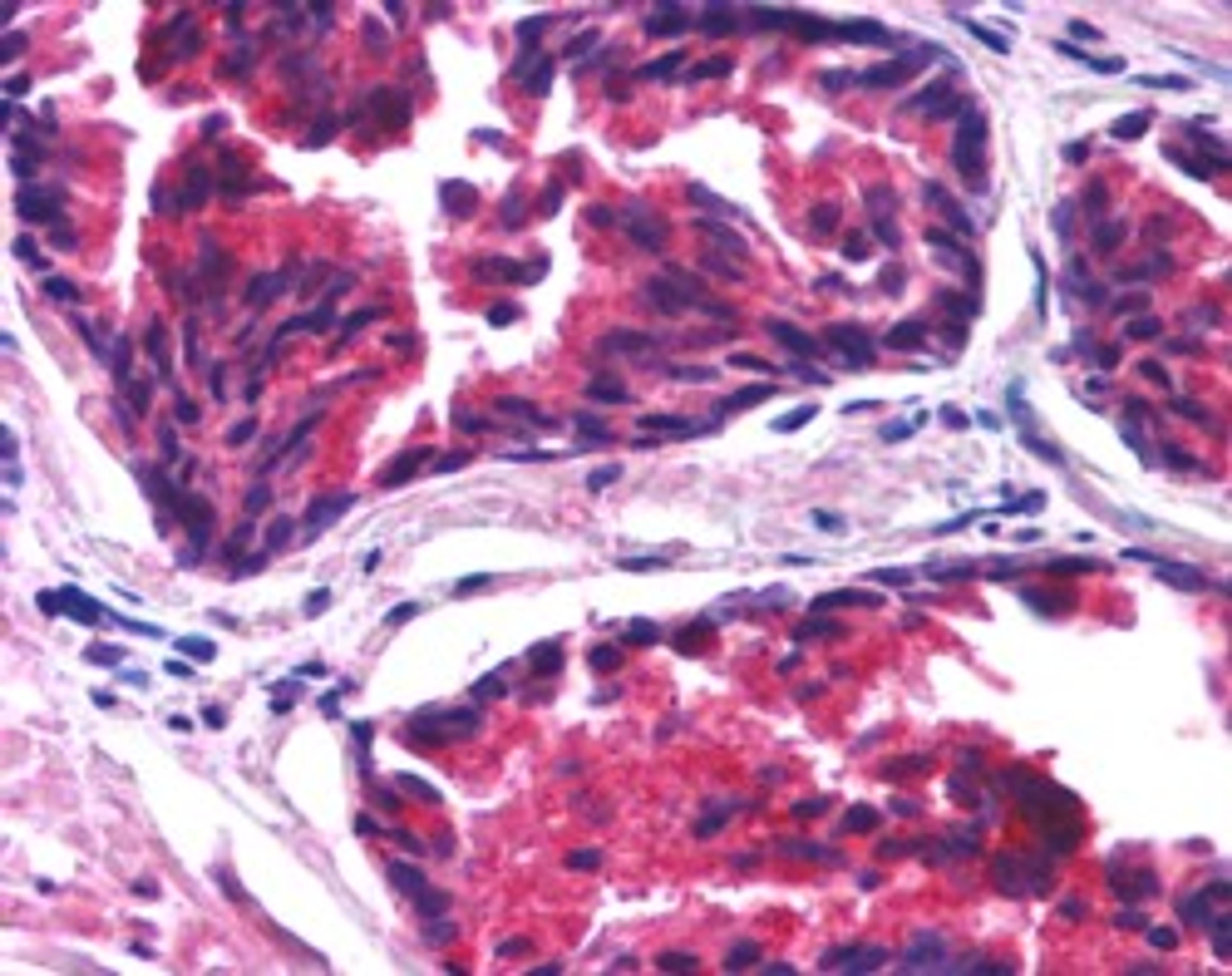 46-403 1.25ug/ml) staining of paraffin embedded human prostate. Steamed antigen retrieval with citrate buffer pH 6, AP-staining.