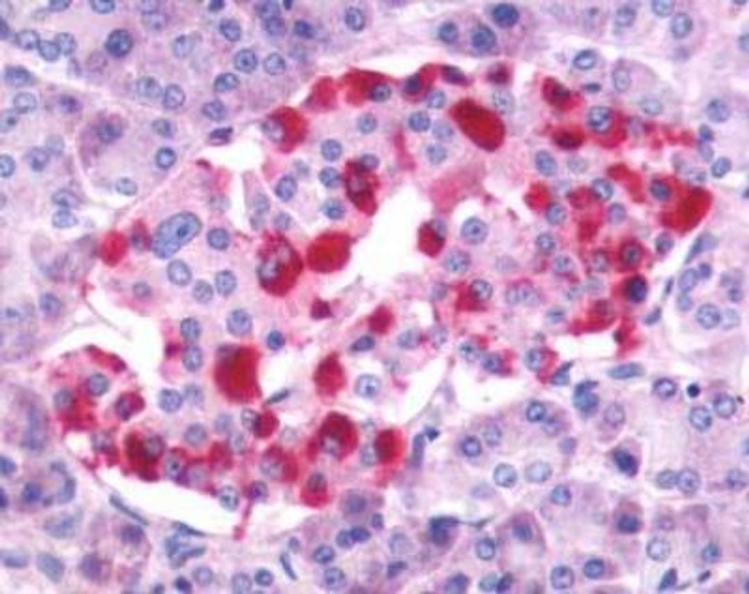 Immunohistochemistry: Gastrin-releasing Peptide/Bombesin/Neuromedin C Antibody [NLS830] - Analysis of anti-GRPR antibody with human pancreas, islet of Langerhans at 4 ug/ml.