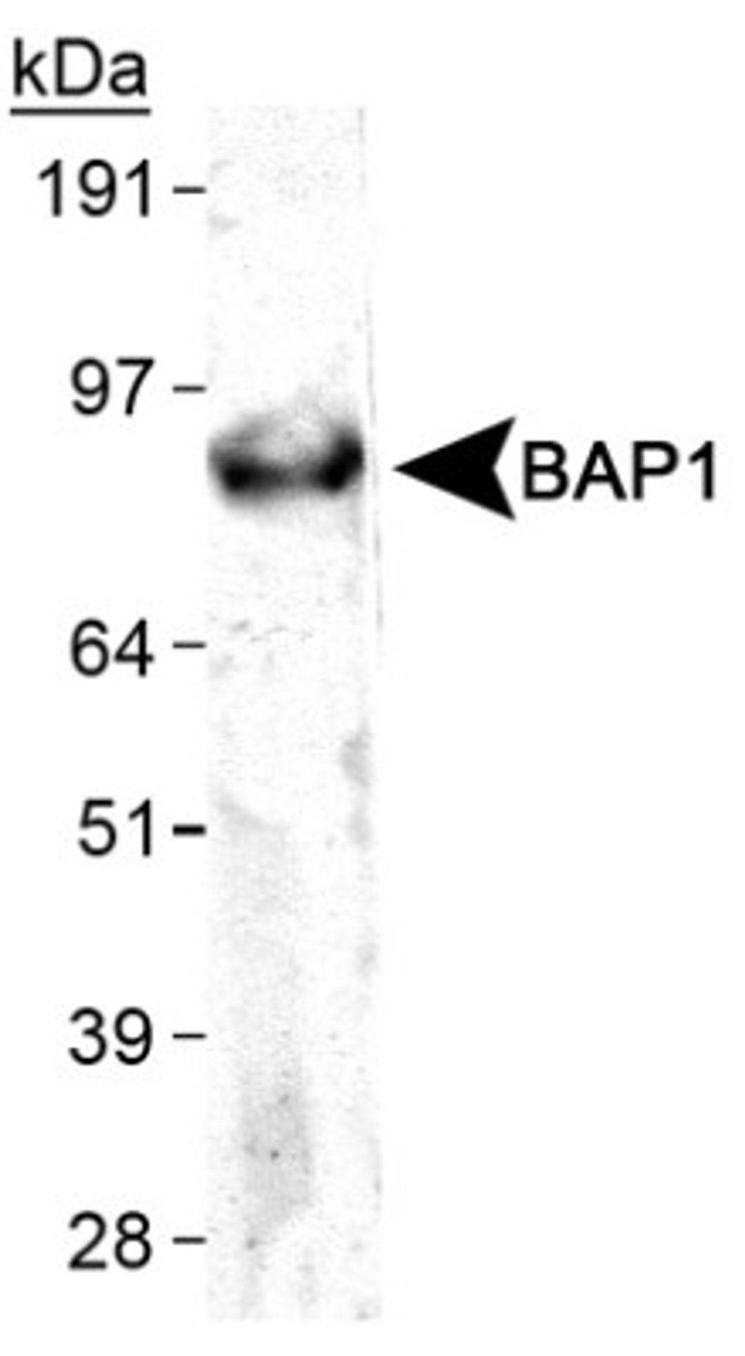 Western Blot: BAP1 Antibody (1G8) [NB110-60521] - Detection of BAP1 in HeLa WCE.