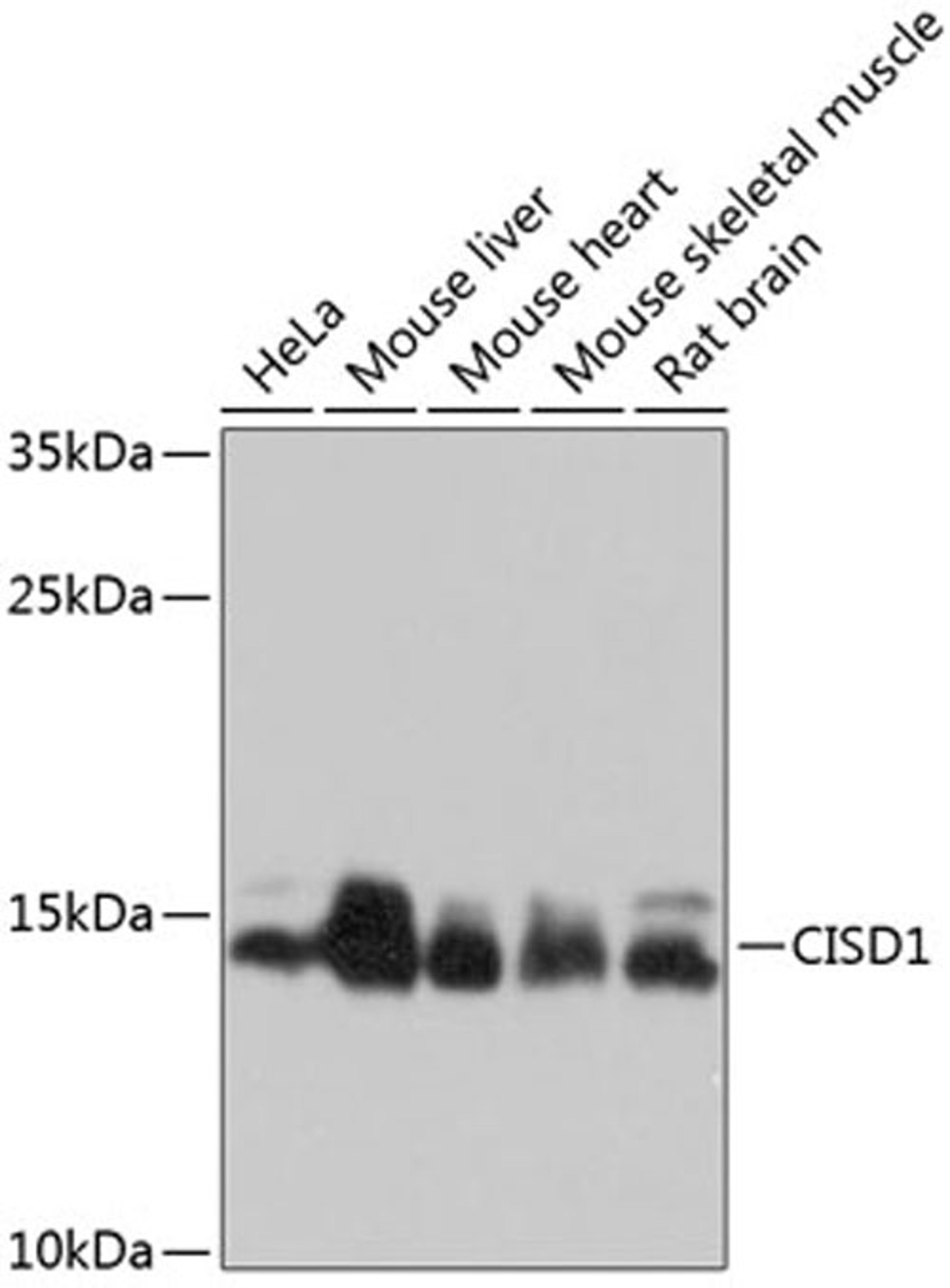 Western blot - CISD1 antibody (A10317)