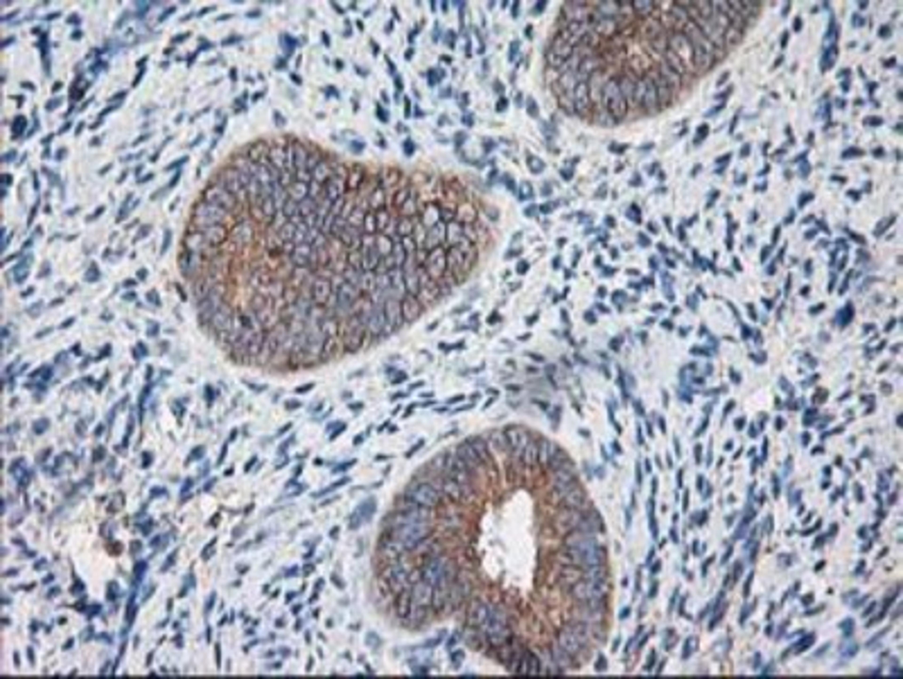 Immunohistochemistry-Paraffin: Ribophorin I Antibody (3H3) [NBP2-01294] - Staining of paraffin-embedded Human endometrium tissue using anti-Ribophorin I mouse monoclonal antibody.