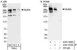 Detection of human NUMA by western blot and immunoprecipitation.