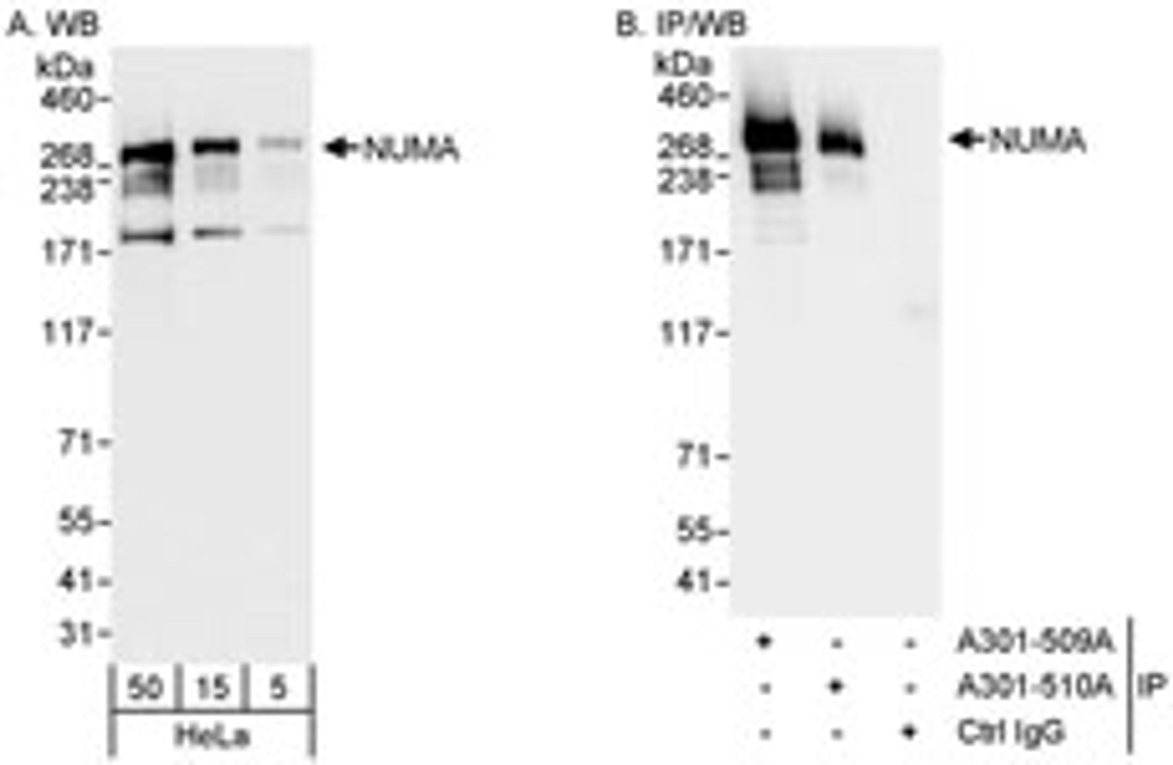 Detection of human NUMA by western blot and immunoprecipitation.