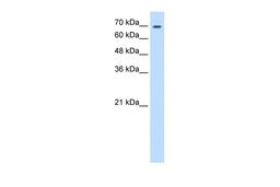 Antibody used in WB on Human HepG2 at 0.2-1 ug/ml.