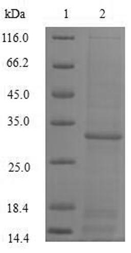 (Tris-Glycine gel) Discontinuous SDS-PAGE (reduced) with 5% enrichment gel and 15% separation gel.