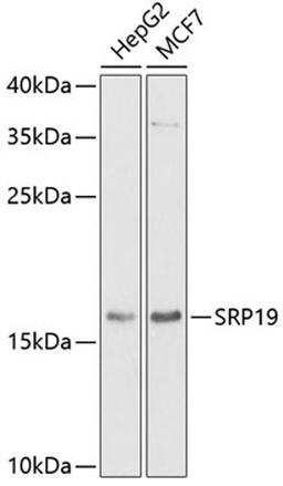 Western blot - SRP19 antibody (A6752)