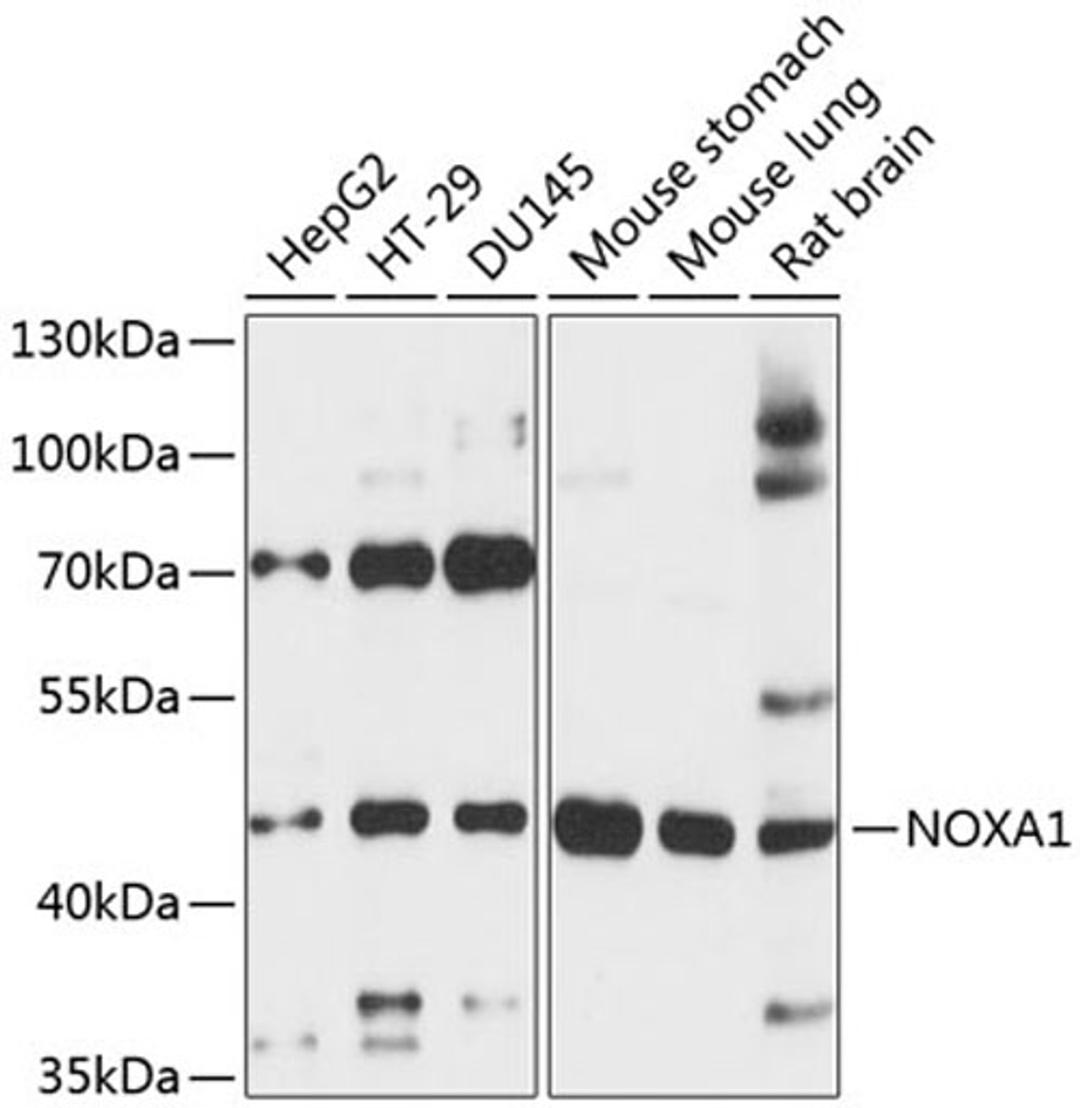 Western blot - NOXA1 antibody (A13844)